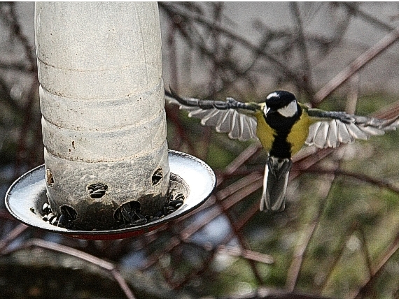 sýkorka bielolíca Parus major