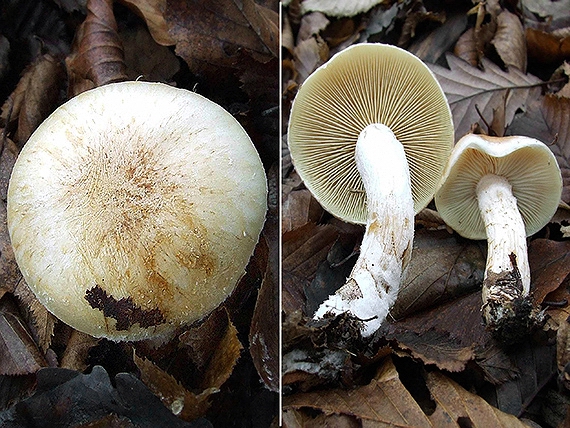 šupinovka hlinovookrová Pholiota lenta (Pers.) Singer