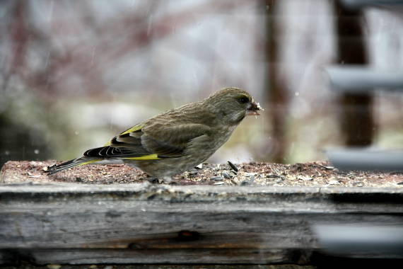 prišiel si pochutiť Carduelis chloris