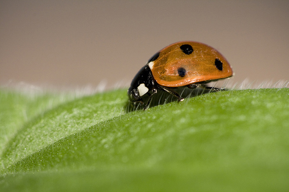 lienka sedembodková Coccinella septempunctata