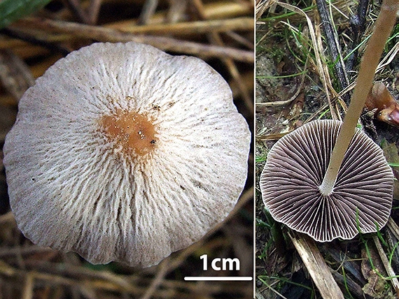 drobuľka nežná Psathyrella prona (Fr.) Gillet