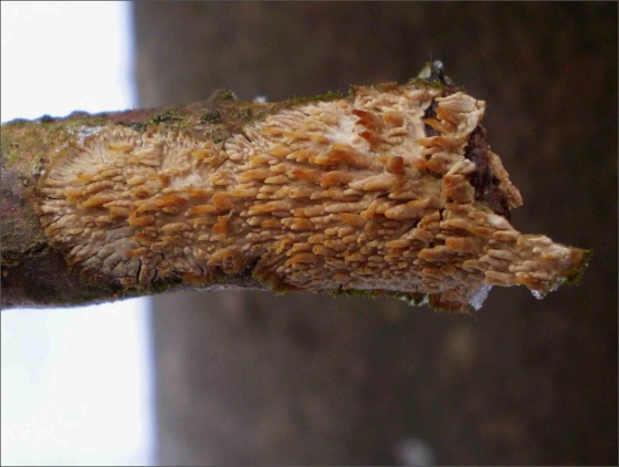 struháčik blanitý  Radulomyces  molaris