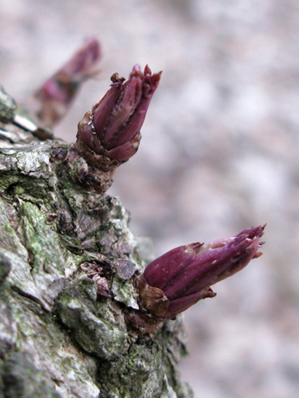 baza čierna Sambucus nigra L.