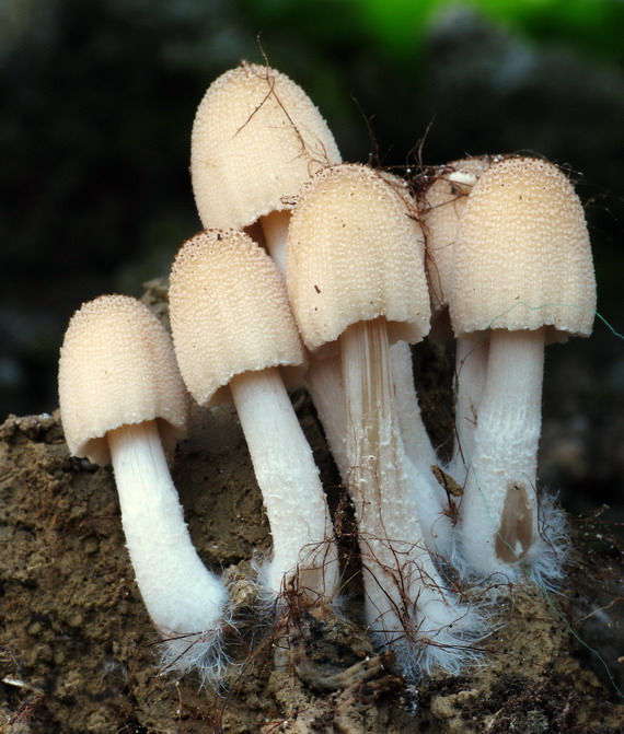 hnojník ligotavý     ? Coprinellus micaceus  (Bull.) Vilgalys, Hopple & Jacq. Johnson