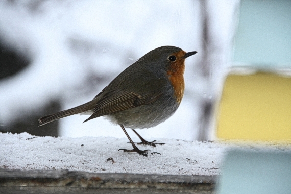 daj vľačo! Erithacus rubecula