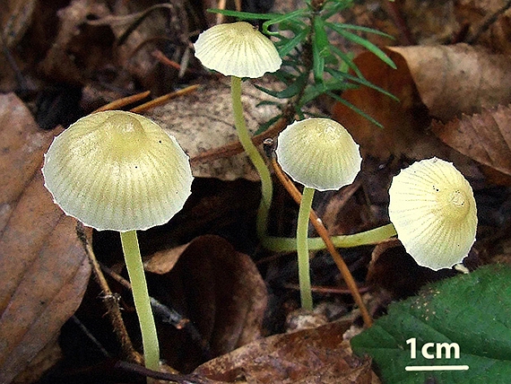 prilbička slizká Mycena epipterygia (Scop.) Gray