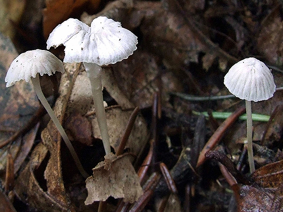 prilbička Mycena sp.