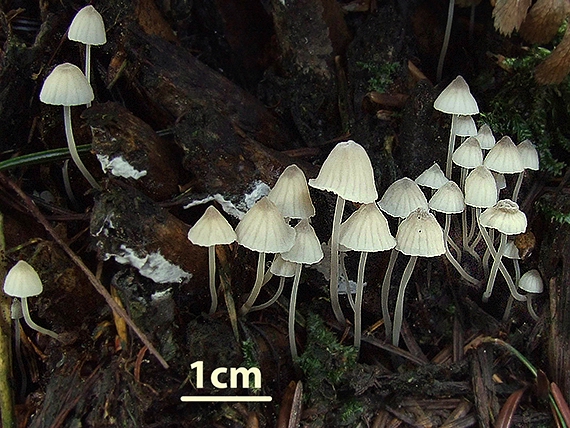 prilbička Mycena sp.