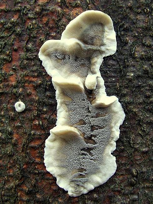 sivopórovka tmavá Bjerkandera adusta (Willd.) P. Karst.