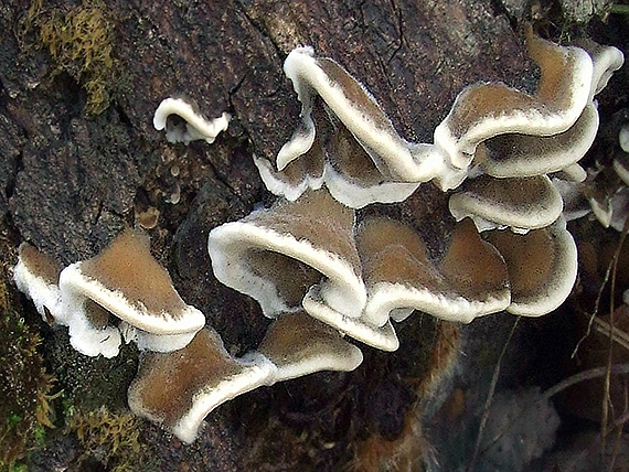 sivopórovka tmavá Bjerkandera adusta (Willd.) P. Karst.