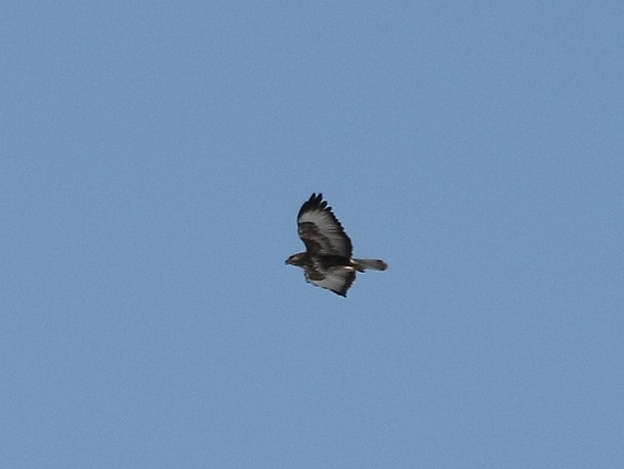 myšiak lesný Buteo Buteo