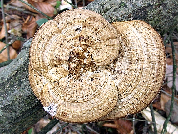 sieťkovček červenkastý Daedaleopsis confragosa (Bolton) J. Schröt.