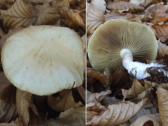 šupinovka hlinovookrová Pholiota lenta (Pers.) Singer