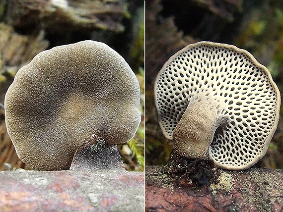 trúdnik zimný Lentinus brumalis (Pers.) Zmitr.