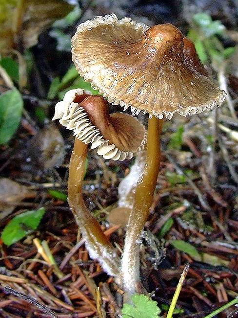 prilbička zefírová Mycena zephirus (Fr.) P. Kumm.