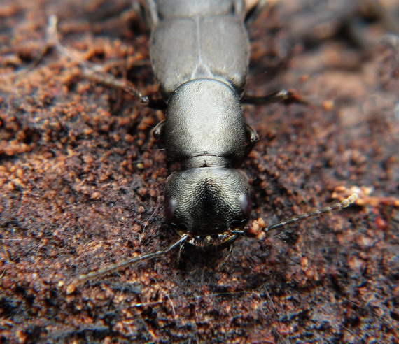 drobčík čierny Ocypus tenebricosus