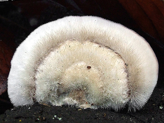 trúdnikovec chlpatý Trametes hirsuta (Wulfen) Lloyd