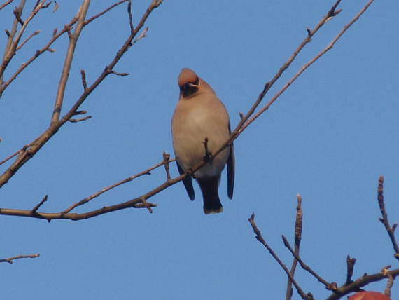 chochláč severský Bombycilla garrulus