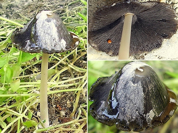 hnojník Coprinus cf. gonophyllus