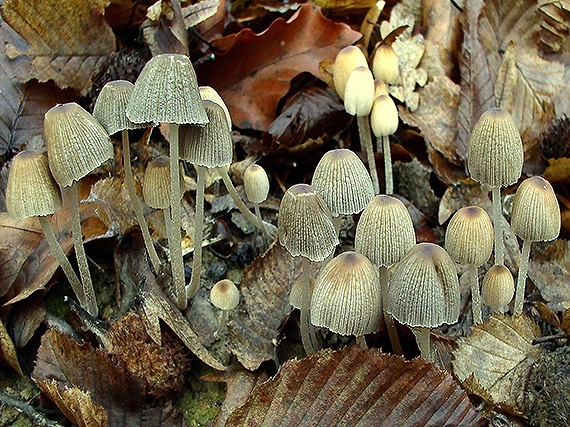 hnojník lesný Coprinus silvaticus Peck