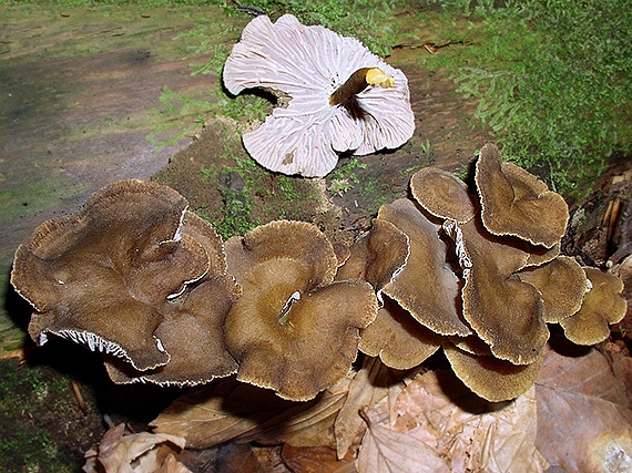 kuriatko lievikovité Craterellus tubaeformis (Fr.) Quél.