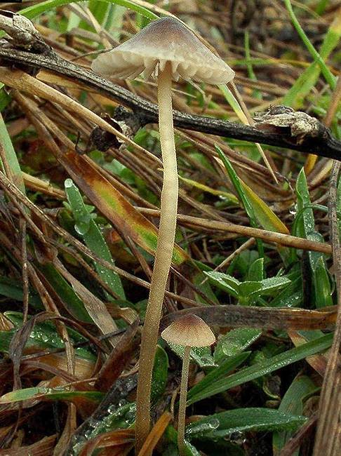 prilbička Mycena sp.