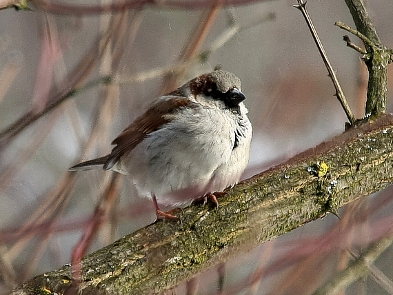 vrabec domáci Passer domesticus