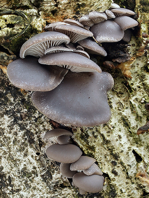 hliva ustricovitá modrastá Pleurotus columbinus Quél.