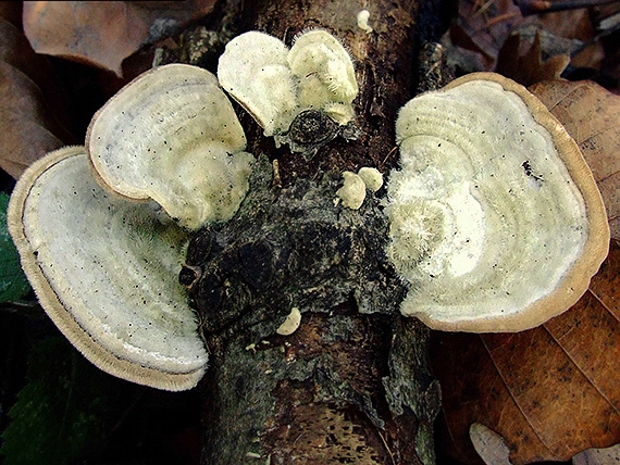 trúdnikovec chlpatý Trametes hirsuta (Wulfen) Lloyd