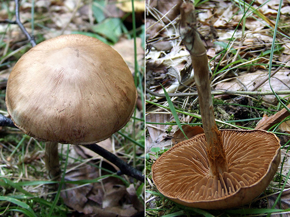 pavučinovec Velenovského Cortinarius sp.