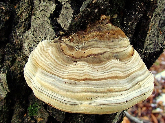 práchnovec kopytovitý Fomes fomentarius (L.) J.J. Kickx