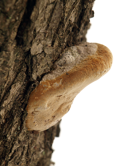 ohňovec obyčajný Phellinus igniarius (L.) Quél.