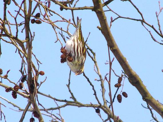 stehlík čížavý Carduelis spinus