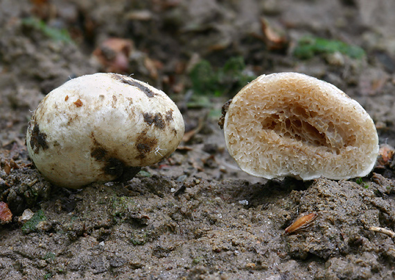 hľuza útla Hymenogaster niveus Vittad.