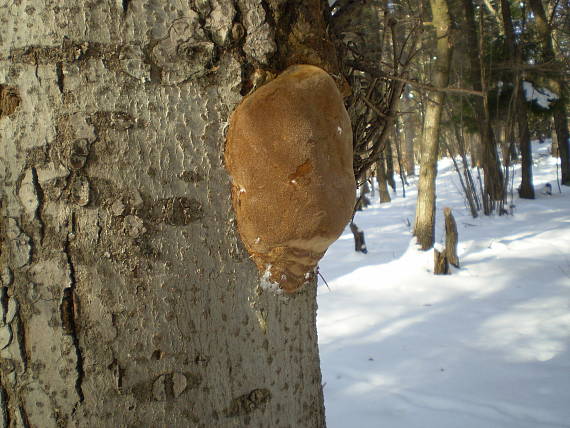 ohňovec Hartigov Phellinus hartigii (Allesch. & Schnabl) Pat.