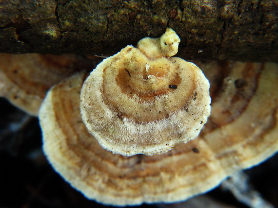 trúdnikovec chlpatý Trametes hirsuta (Wulfen) Lloyd