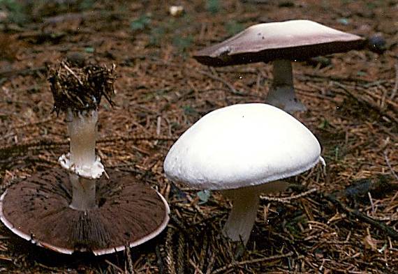 pečárka hlíznatá - Pečiarka hľuznatá Agaricus essettei  Bon