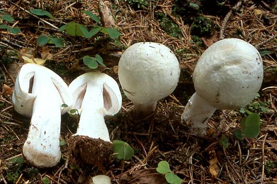 pečárka hlíznatá - Pečiarka hľuznatá Agaricus essettei  Bon