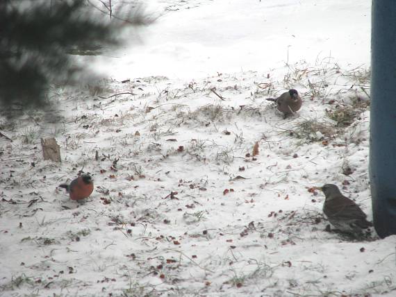 hýľ lesný+drozd čvíkotavý Carduelis spinus+turdus pilaris