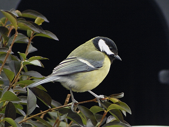 sýkorka veľká (belolíca) Parus major