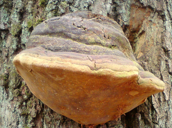 ohňovec Phellinus sp.