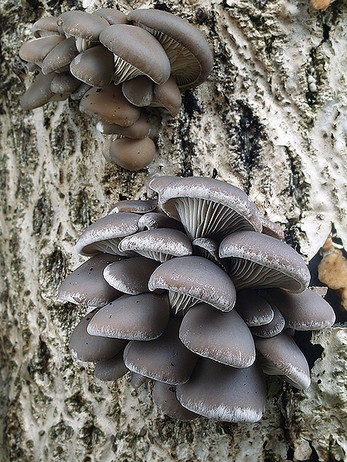 hliva ustricovitá modrastá Pleurotus columbinus Quél.