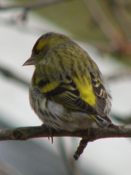 stehlík čížavý Carduelis spinus