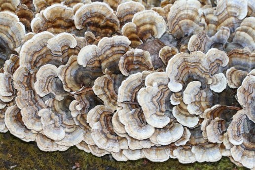 trudnikovec pestry Trametes versicolor (L.) Lloyd