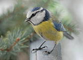 sýkorka belasá (Parus caeruleus)