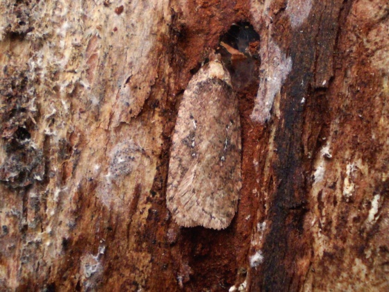 ploskáč boľševníkový Agonopterix heracliana