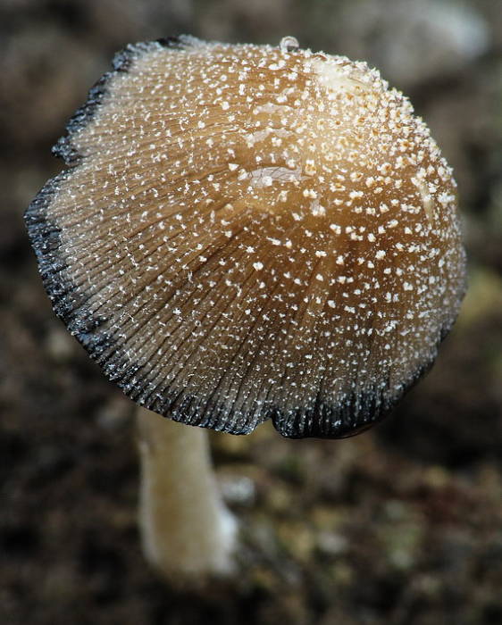 hnojník ligotavý Coprinellus micaceus (Bull.) Vilgalys, Hopple & Jacq. Johnson