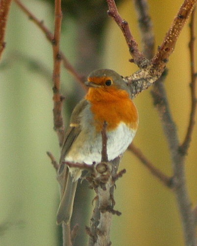 slávik červienka  Erithacus rubecula