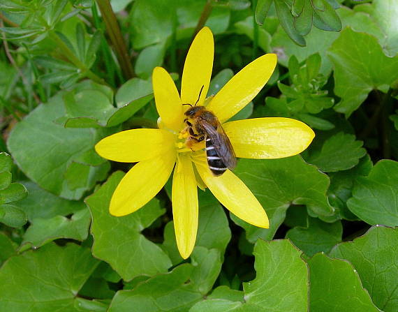 blyskáč jarný Ficaria bulbifera Holub