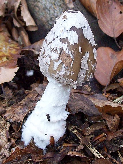 hnojník strakatý Coprinopsis picacea (Bull.) Redhead, Vilgalys & Moncalvo